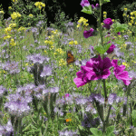 fleurs-prairie