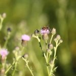 Dans la prairie à Coetcandec, abeille sur une fleur de bardane