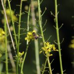 Eristale gluante sur fleurs de moutarde dans la prairie à Coetcandec