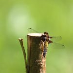Une libellule déprimée dans la prairie à Coetcandec
