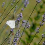 Chateau de Coetcandec papillon